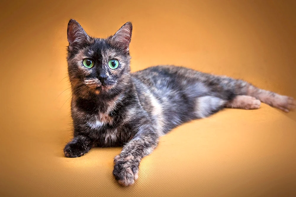 Blaue britische schildpatt-Katze
