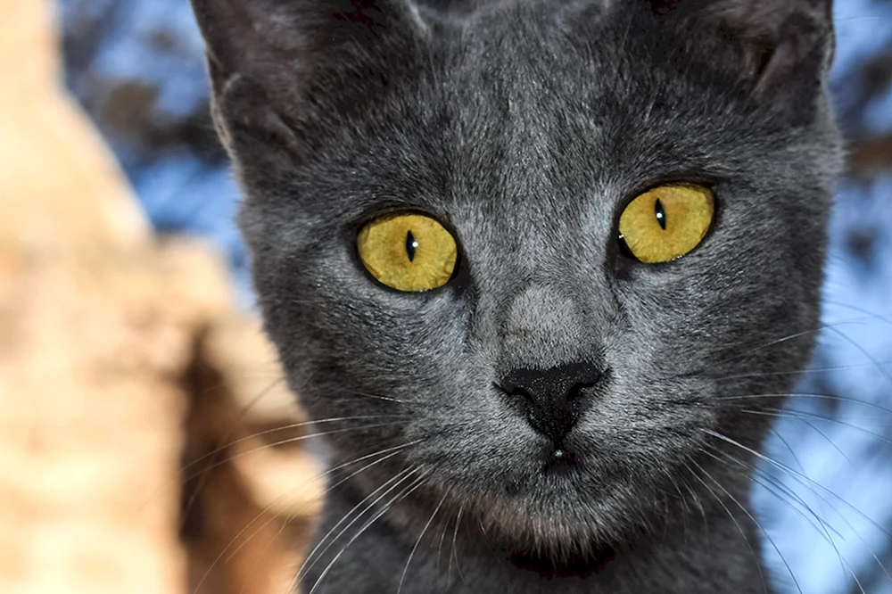 Blaue Katze