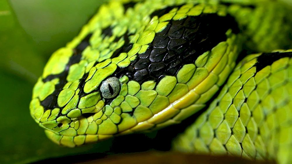 Blaue Koufia-Viper