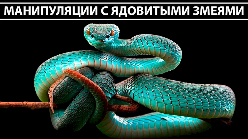 Blaue Koufia-Viper