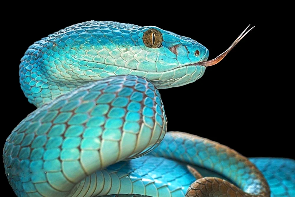 Blaue Koufia-Viper