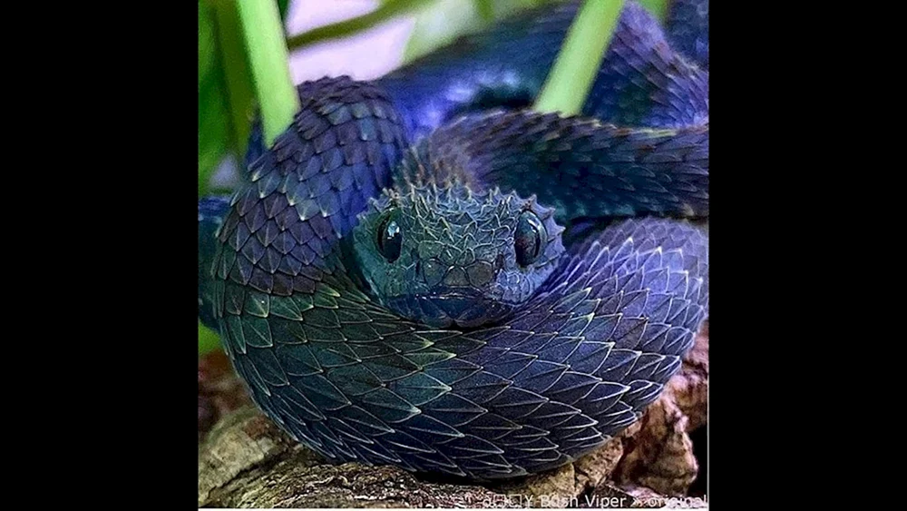 Blaue Koufia-Viper