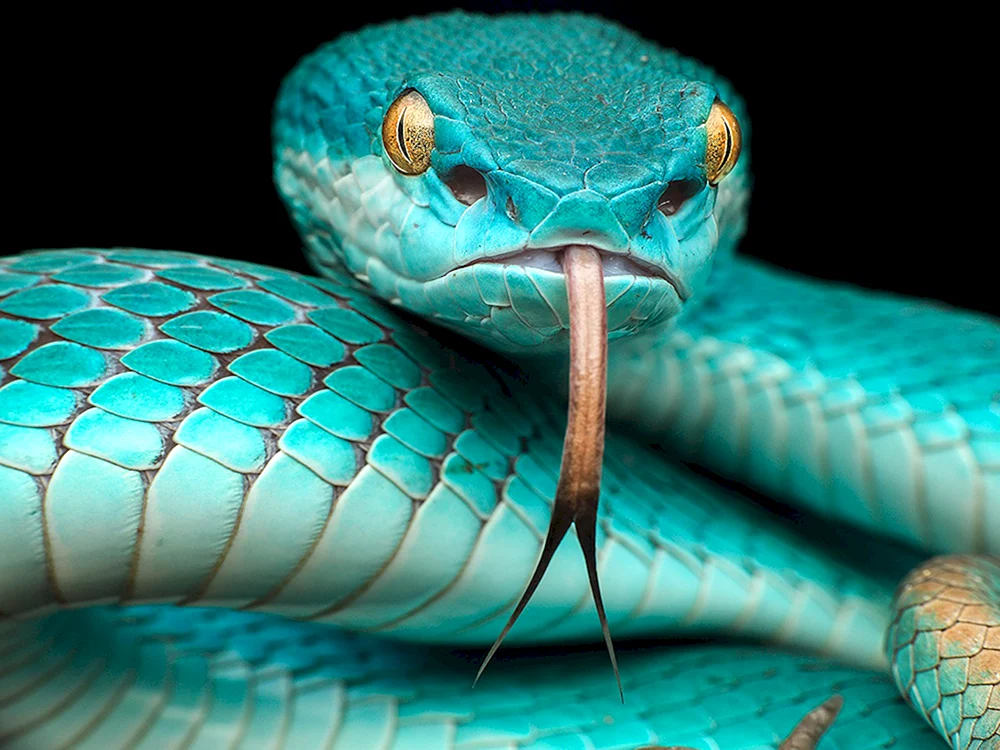 Blaue Koufia-Viper