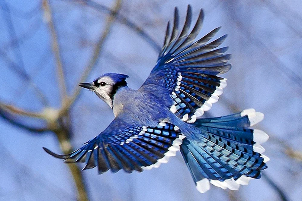 Blauer Buschhäher