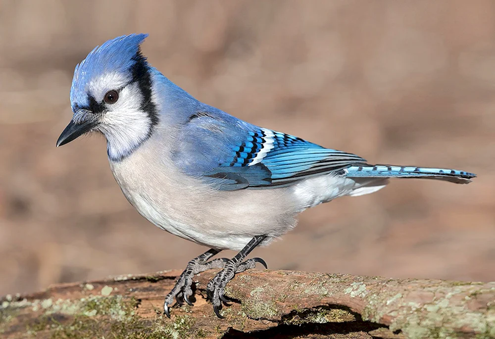 Blauer Sialyla-Blauhäher Buchfink