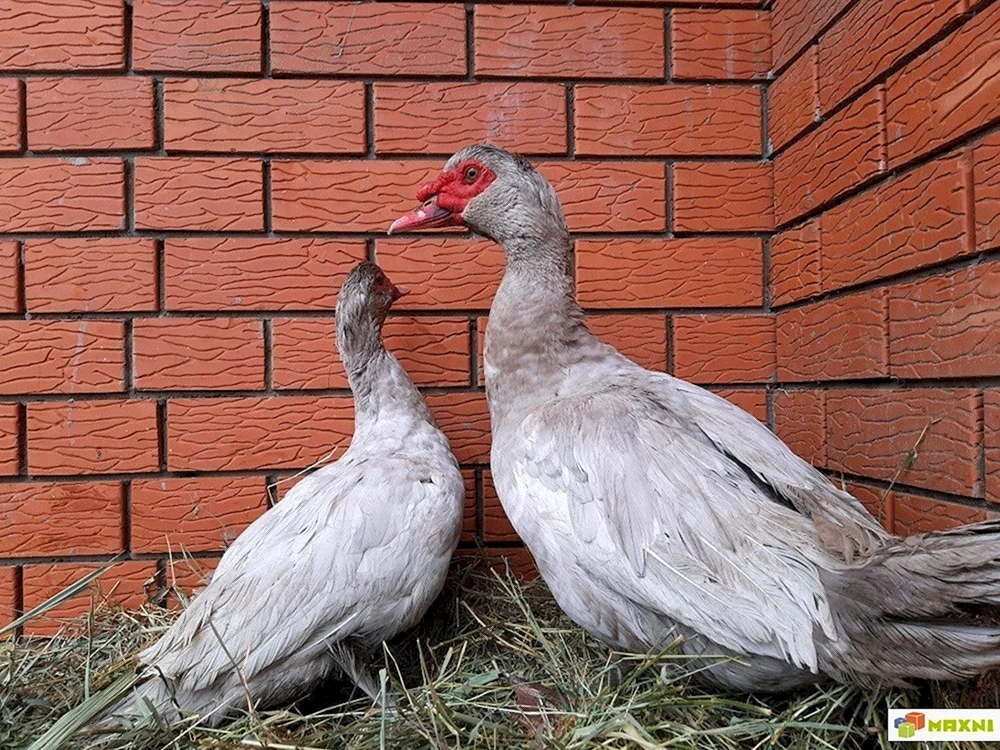 Moschusente ~2kg
