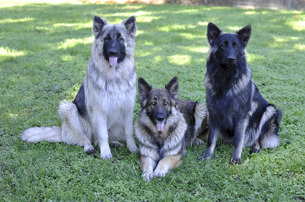 Blauer Deutscher Schäferhund
