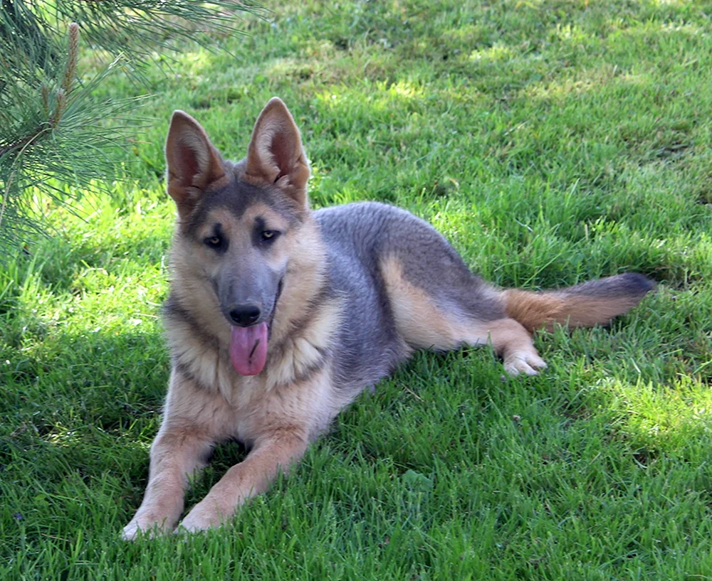 Daufmann's German Shepherd puppy