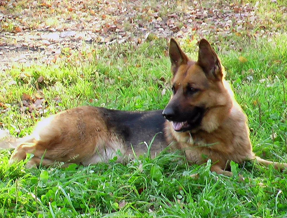 Daufmann's German Shepherd puppy