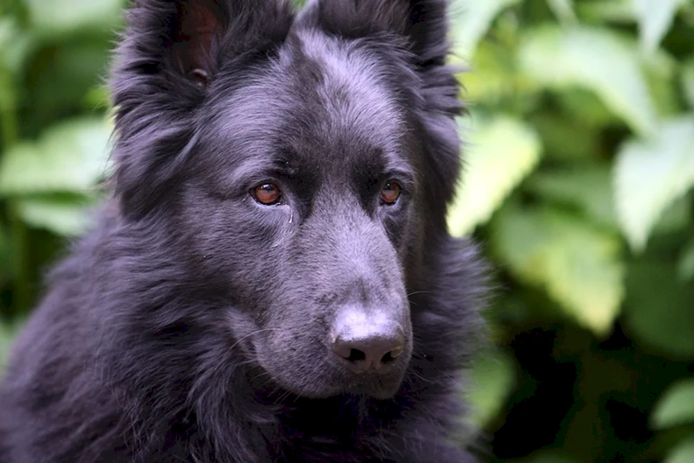 Ural Schäferhund