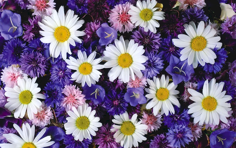 Bunte Blumen