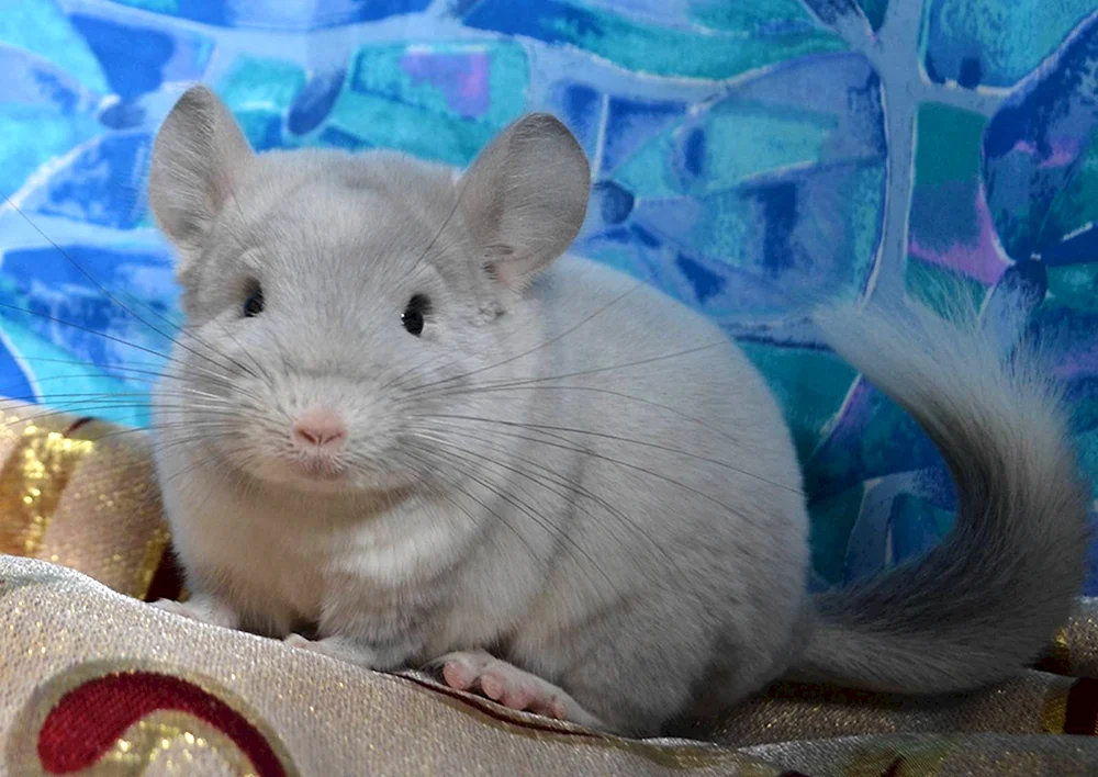 Chinchilla blau diamant