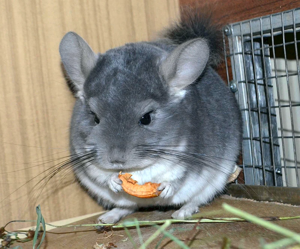 Blaues Chinchilla