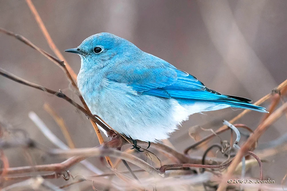 Blauer Buschhäher