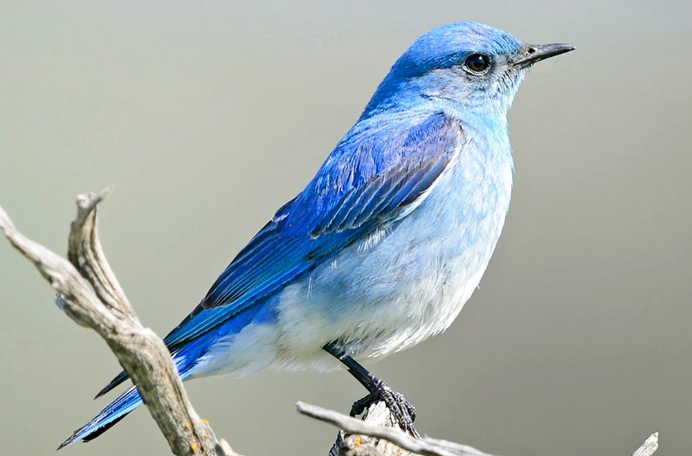 Blauer Sialia-Bläuling