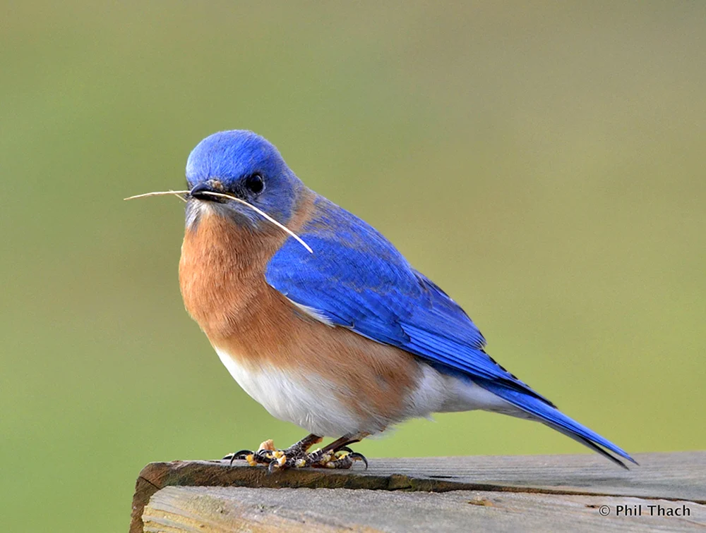 Blaudrossel