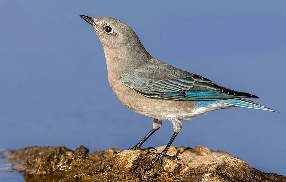 Steller's jay black-headed bluejay