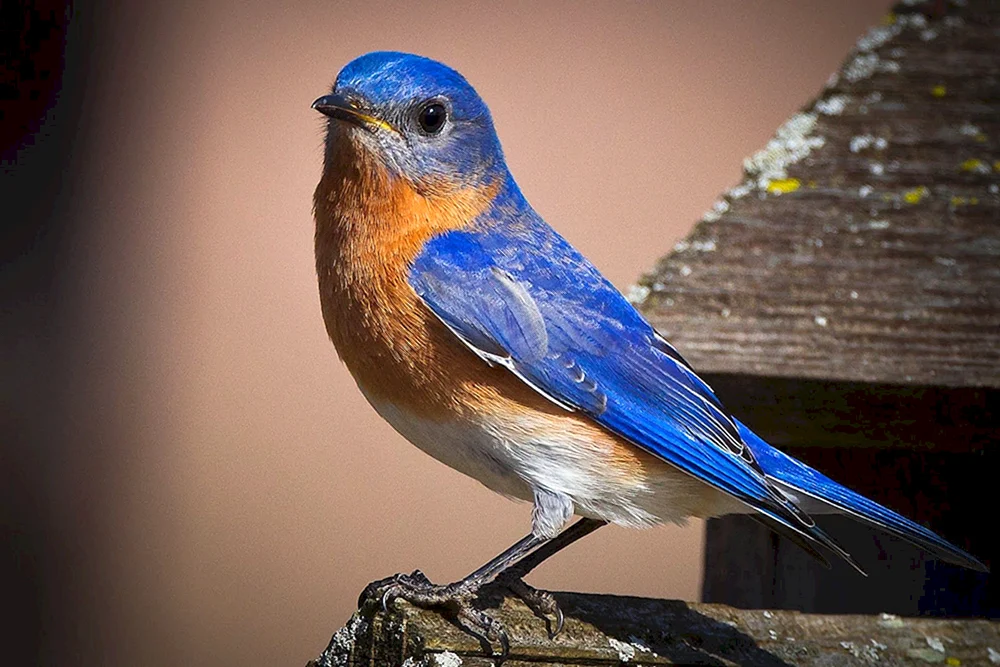 Blauer Sialienvogel