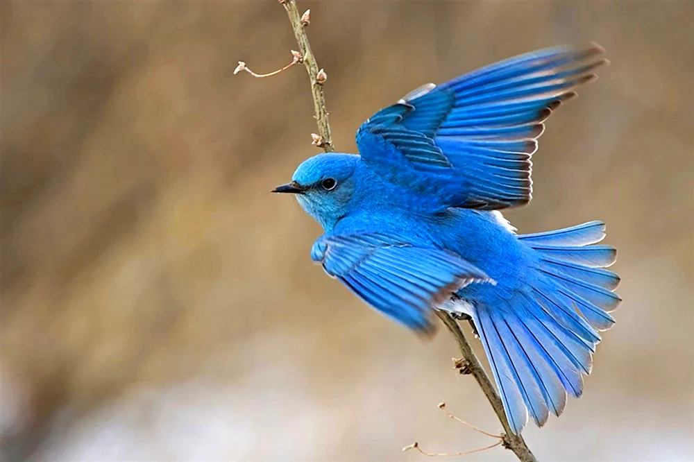 Blauer Sialia-Vogel