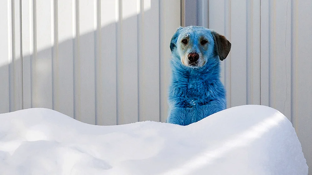Tai Ridgeback
