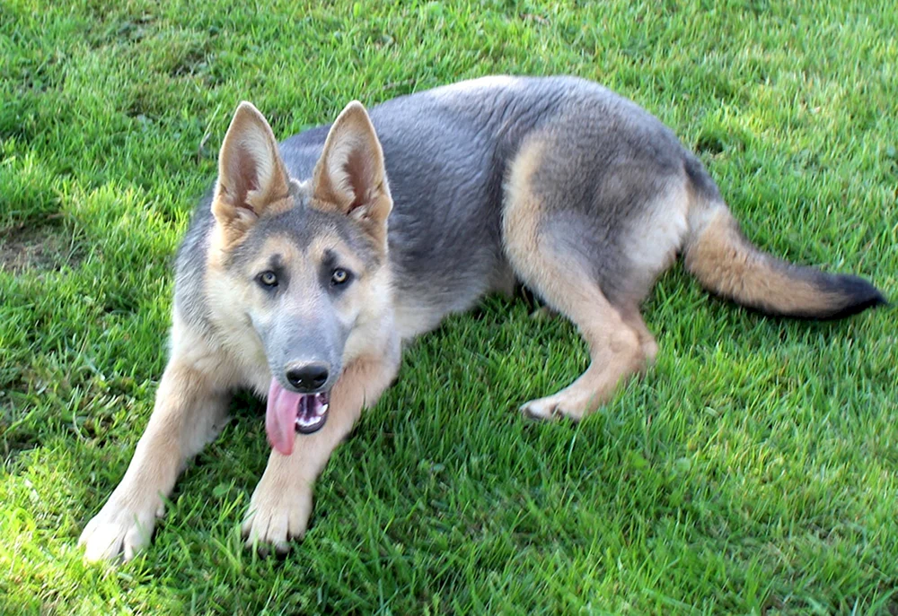 Blauer Osteuropäischer Schäferhund