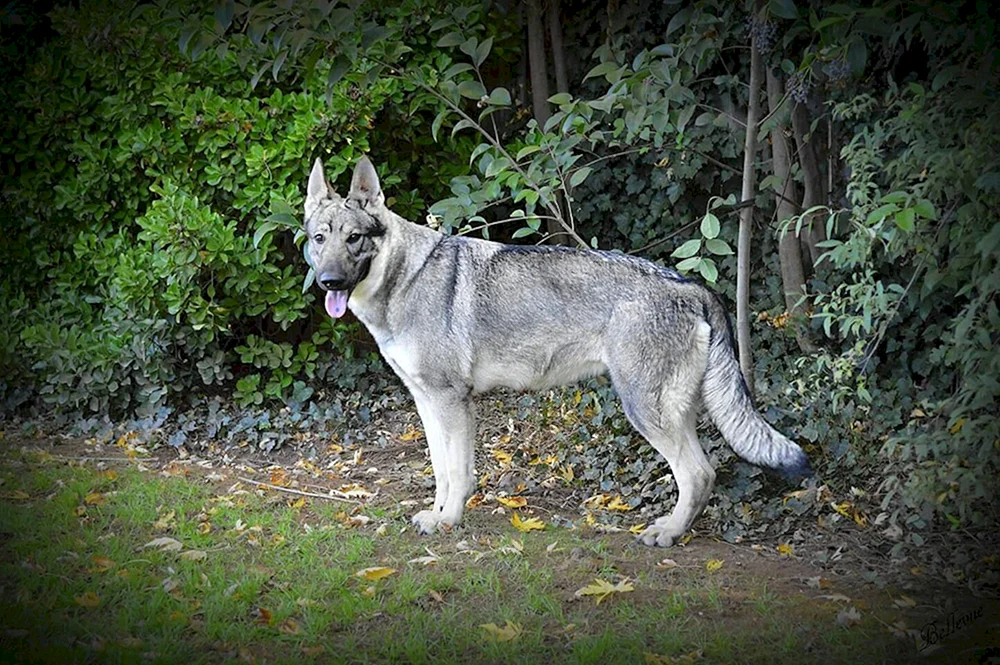 Blauer Bay Shepherd