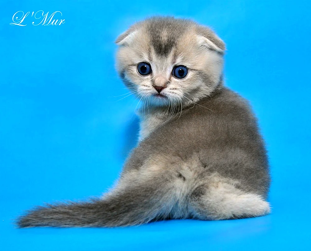 Britische Kätzchen Scottish Fold