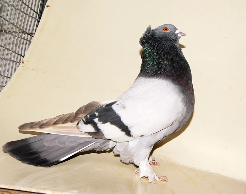 Columba Livia
