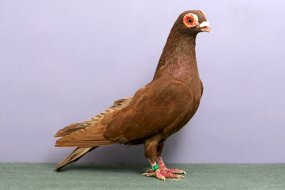 Böhmische Cosmonotongue