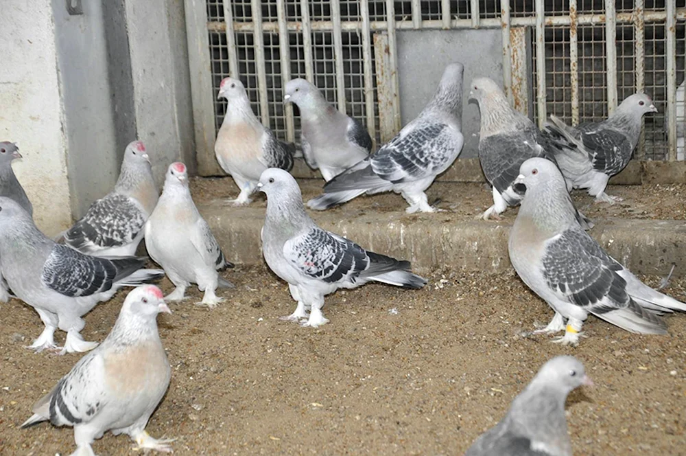 Schlachttauben Türkische Takla