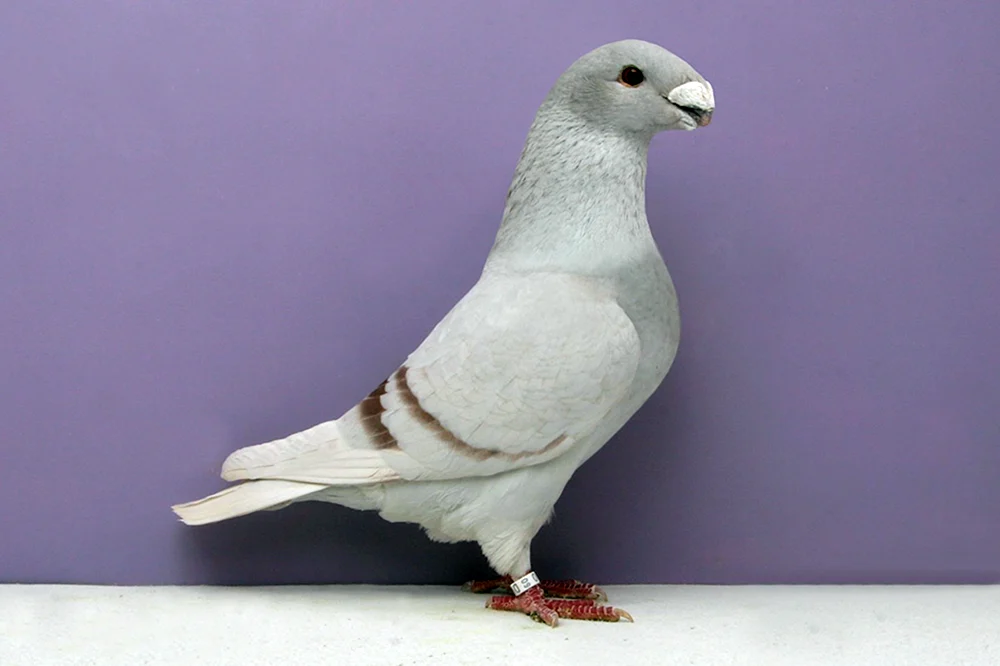 Apatentauben