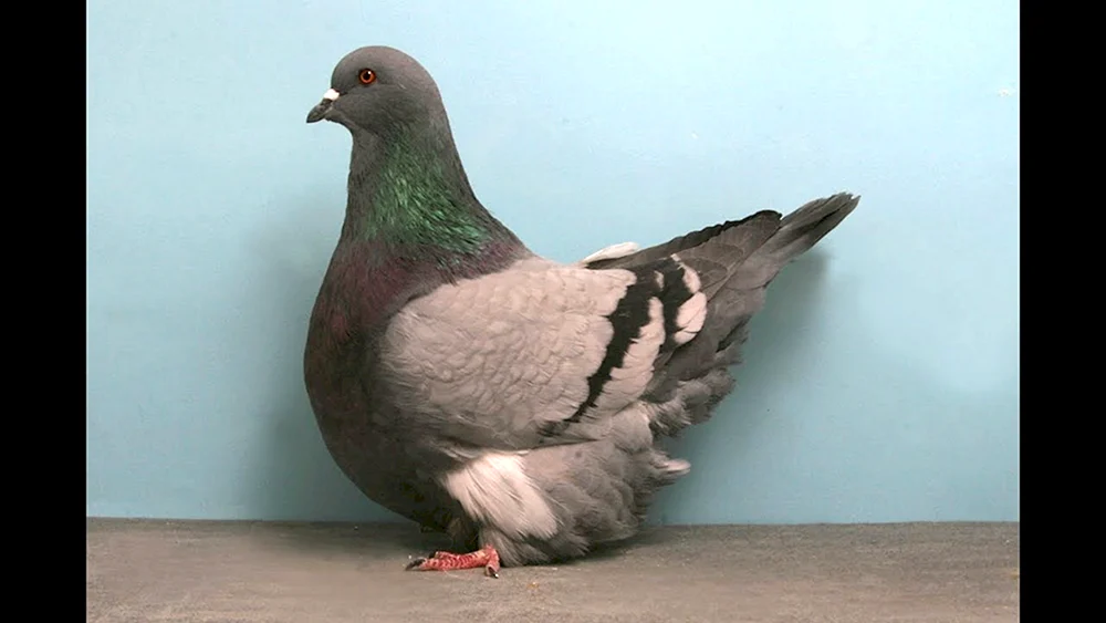 Böhmische Cosmonotongue Zauberschwalbe