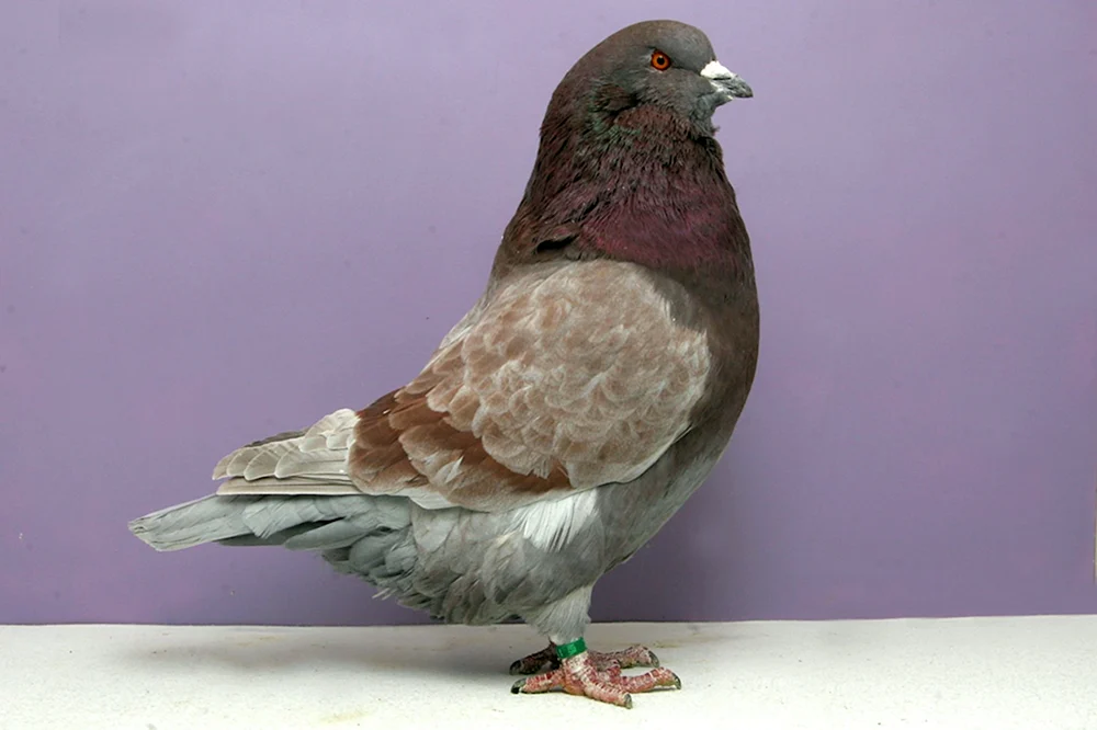 Die Apatin