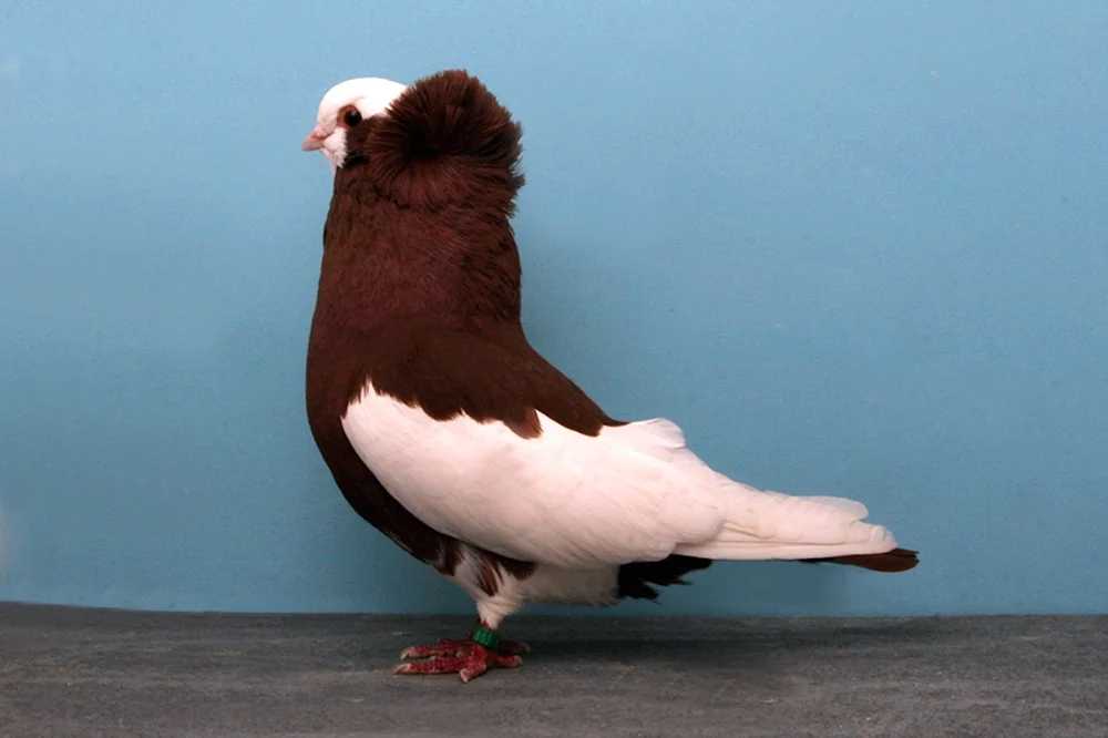 Bohemian Cosmonopterygian Pigeons