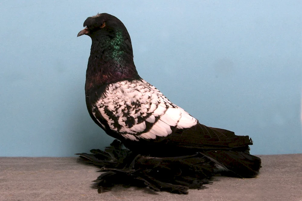 Böhmische Cosmonotongue