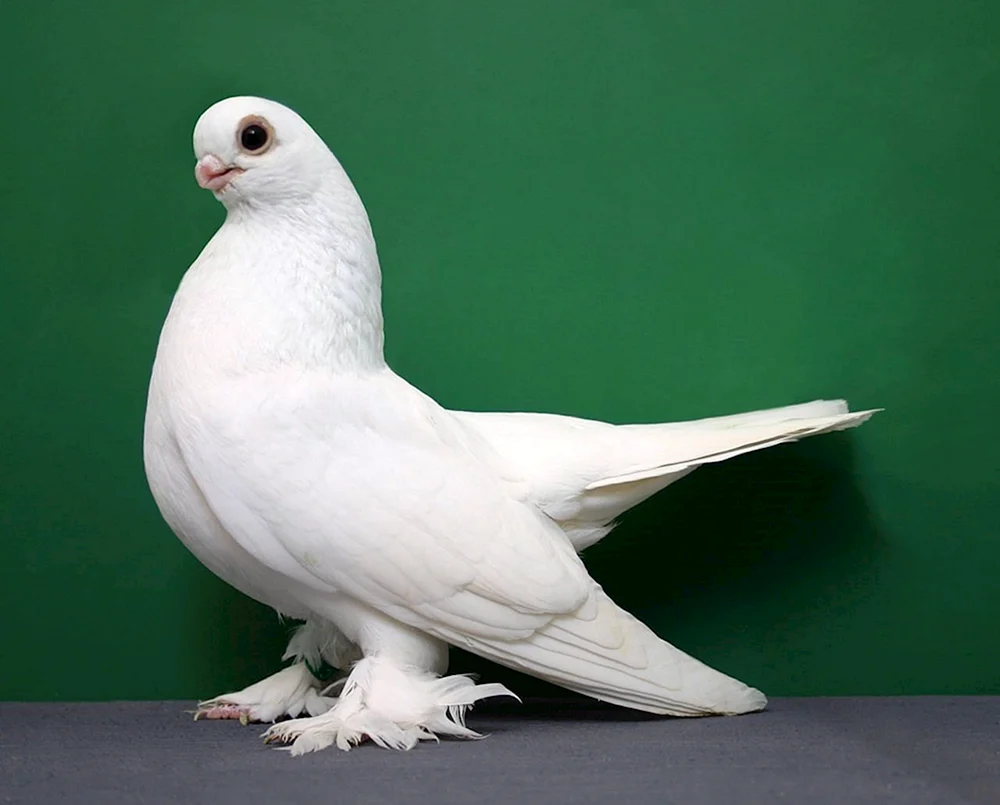 Thurman Pigeons