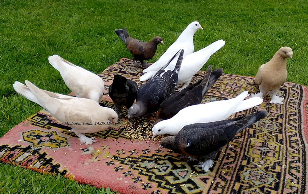 Schlachttauben Türkische Takla