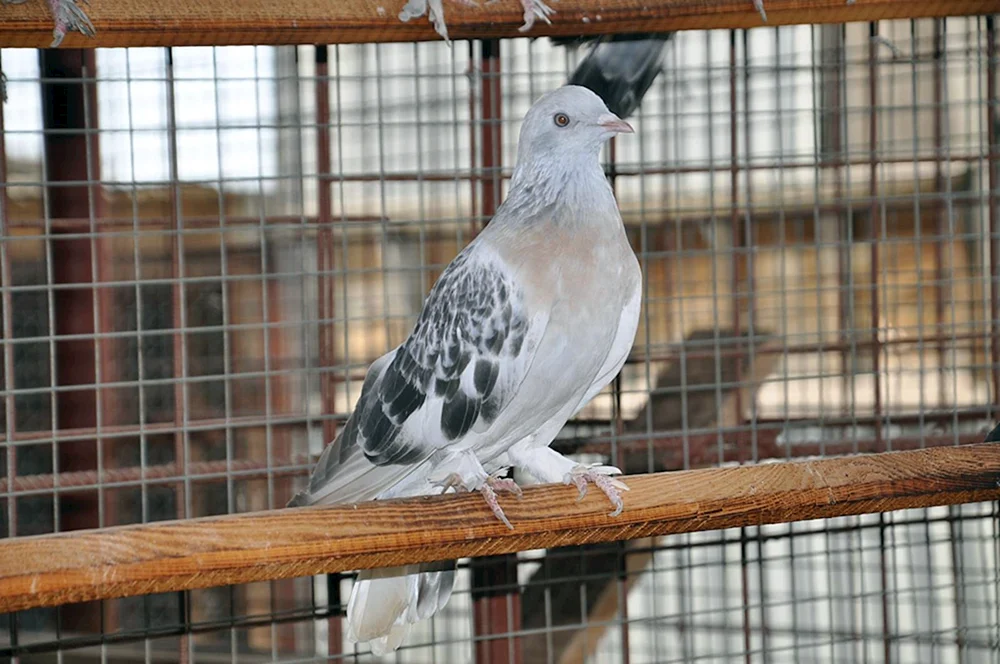 Takla Ankara