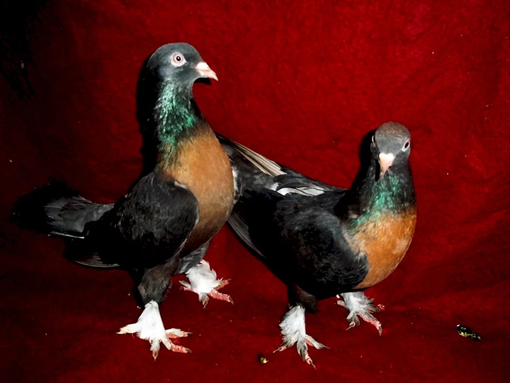 Böhmische Cosmonotongue