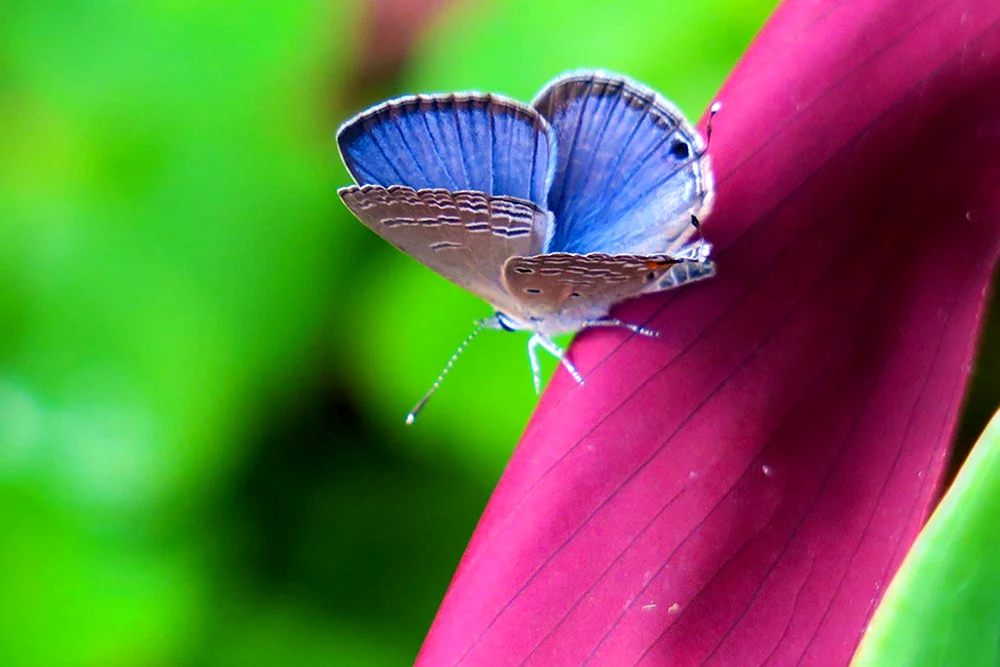 Lila Schmetterling