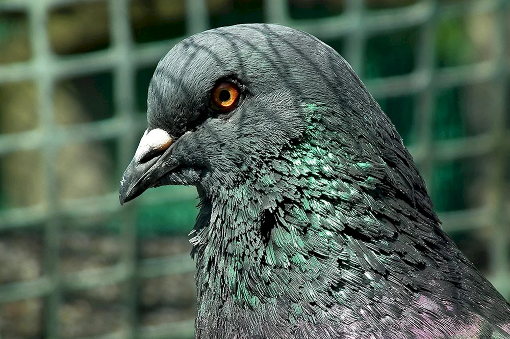 Die Pigeon King