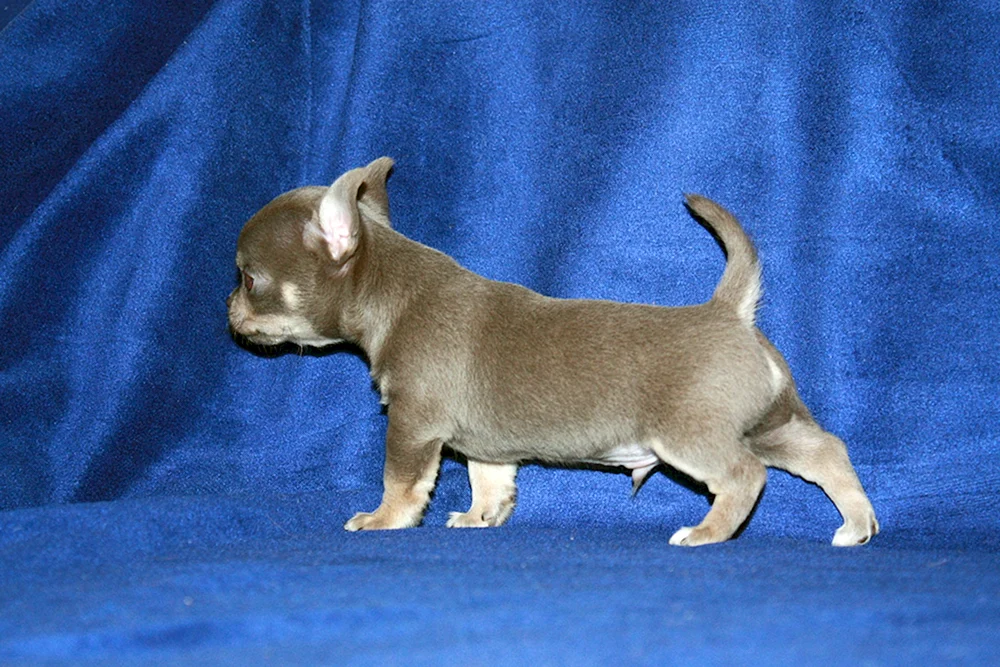 Blau gefleckter Chihuahua