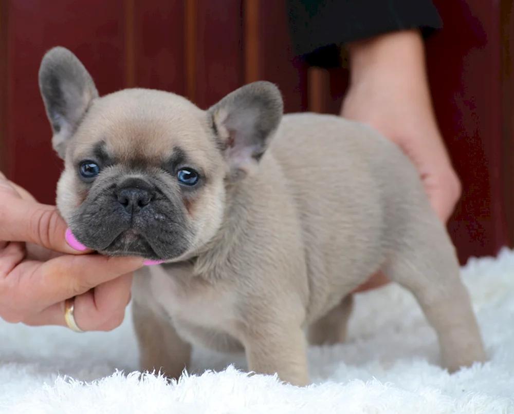 Blue French Bulldog