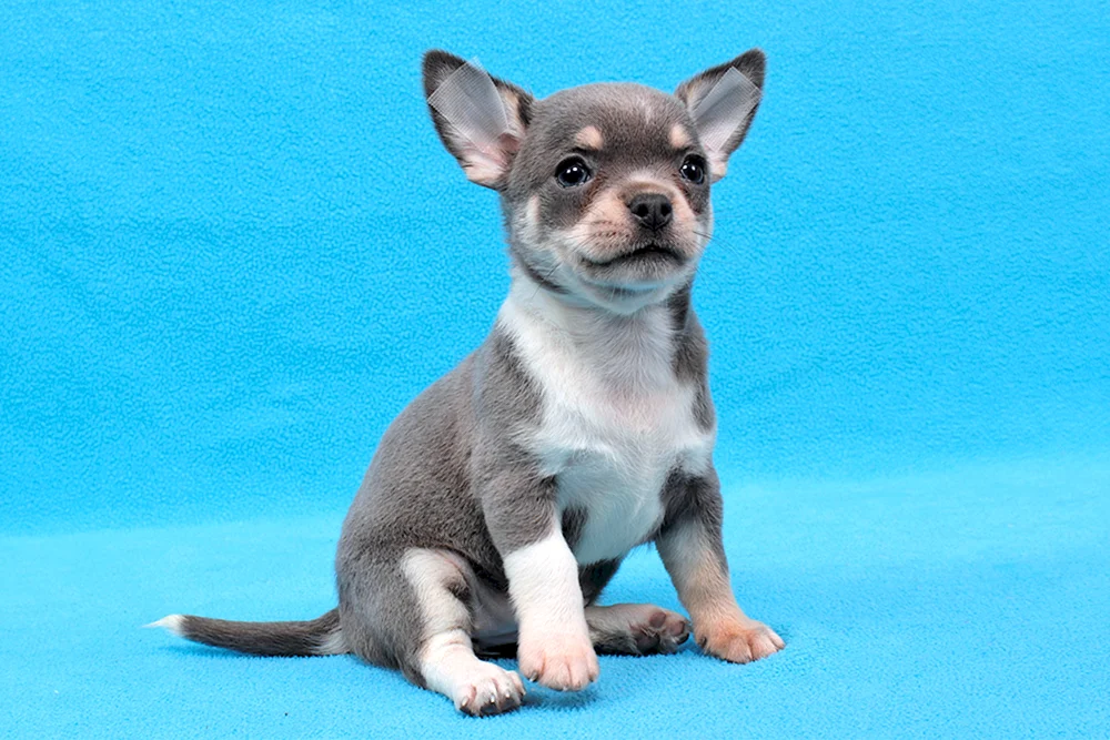 Blau gefleckter Chihuahua