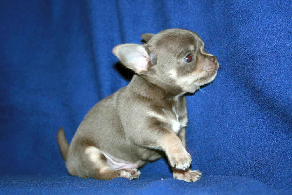 Blau gefleckter Chihuahua