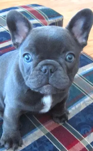Blaue Französische Bulldogge