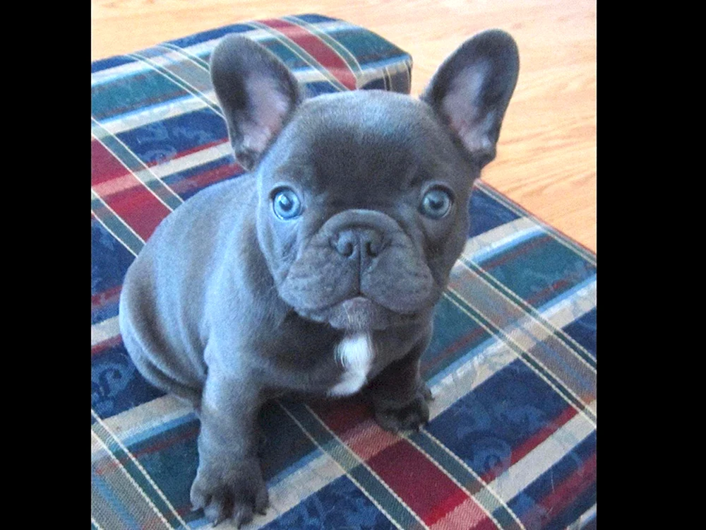 Blaue Französische Bulldogge