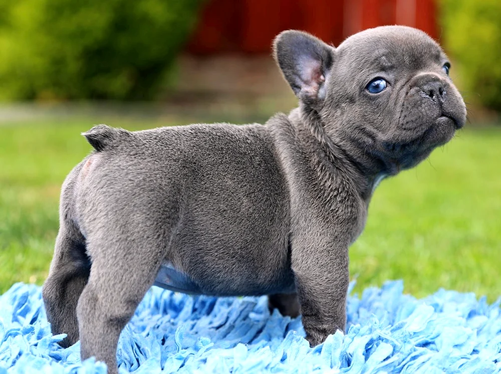 Blaue Französische Bulldogge