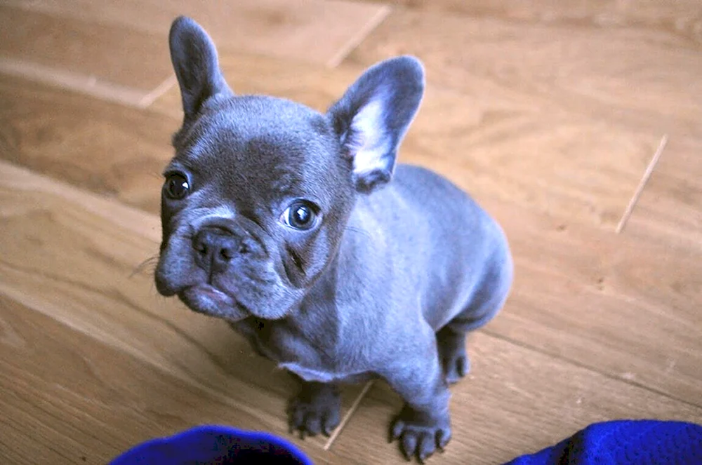 Blaue Spaniel Französische Bulldogge