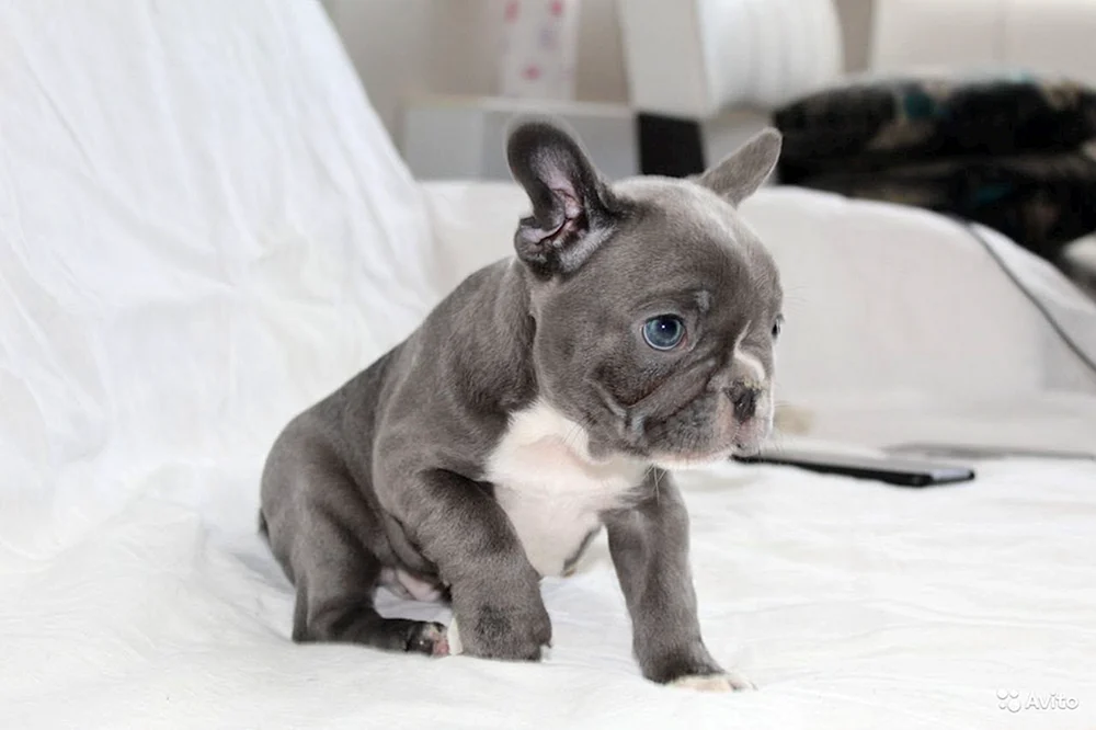 Blue Solid French Bulldog